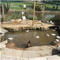 Waterfowl